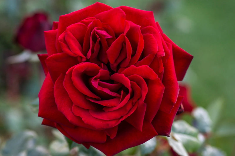 Rosa ht. 'Ingrid Bergman' PP6264 (red)
