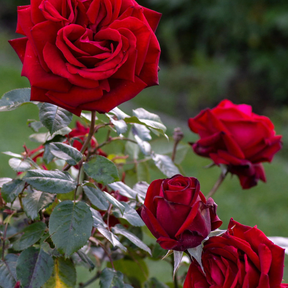 Rosa ht. 'Ingrid Bergman' PP6264 (red)