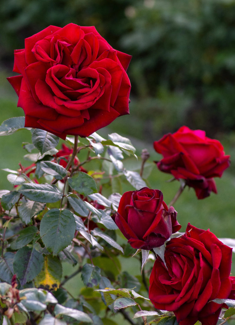 Rosa ht. 'Ingrid Bergman' PP6264 (red)