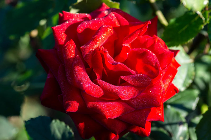 Rosa ht. 'Ingrid Bergman' PP6264 (red)