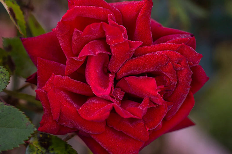 Rosa ht. 'Ingrid Bergman' PP6264 (red)