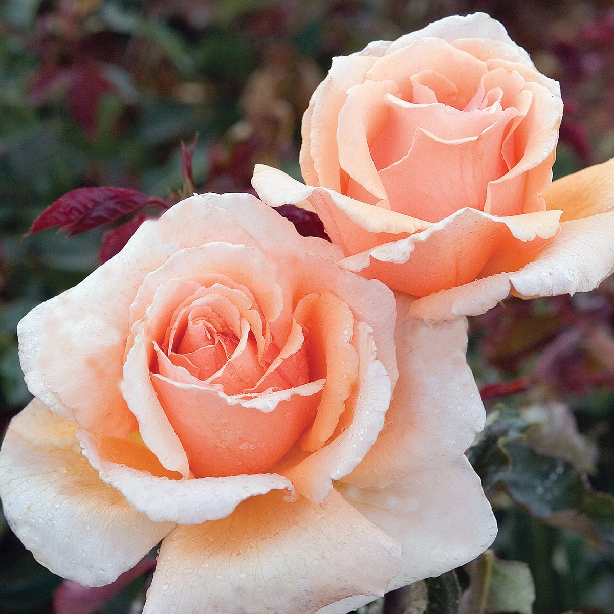 Rosa ht. 'Just Joey' (apricot), Tree Form STD 36""