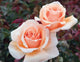 Rosa ht. 'Just Joey' (apricot), Tree Form STD 36""