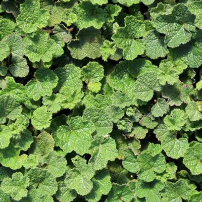 Rubus calycinoides 'Emerald Carpet'