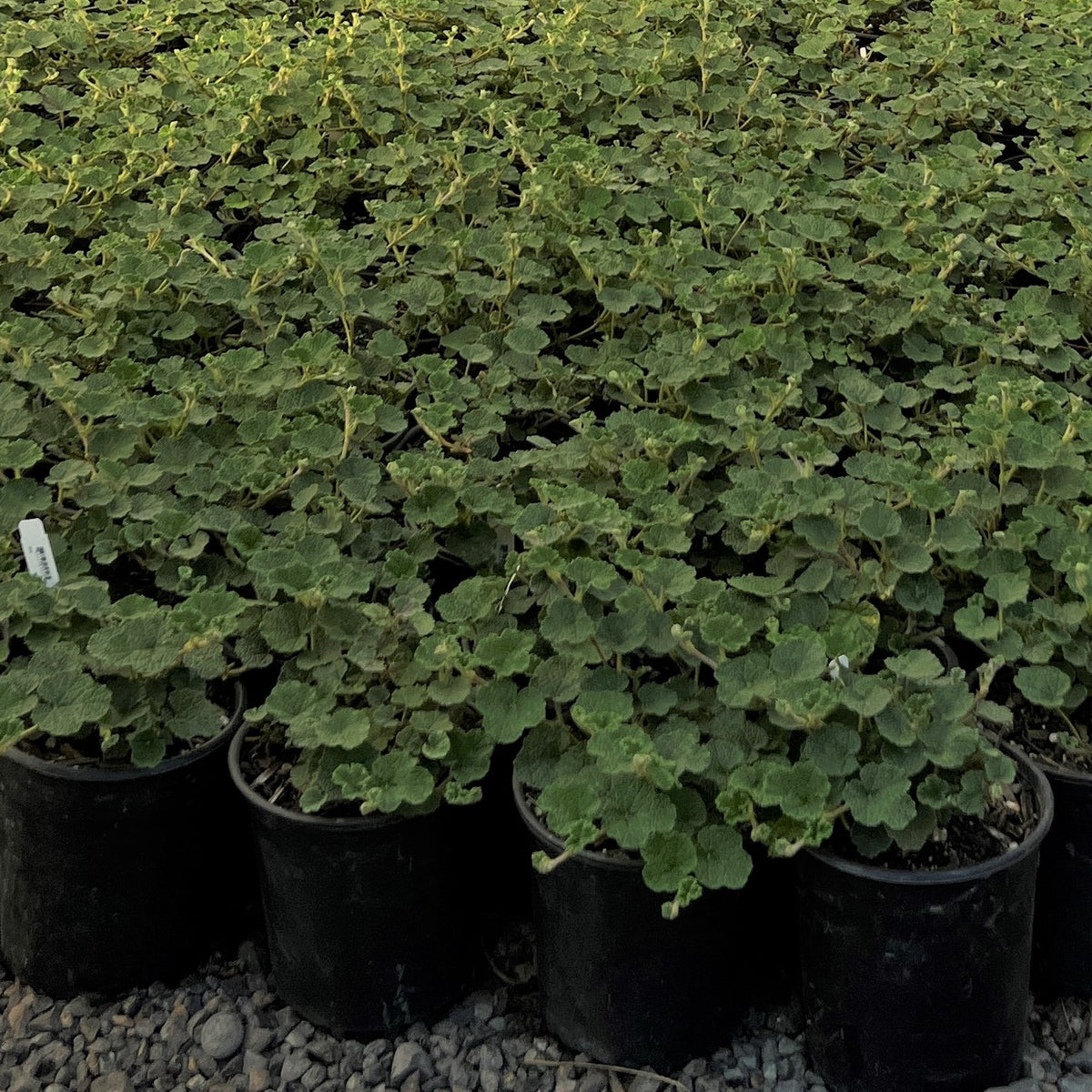 Rubus calycinoides 'Emerald Carpet'