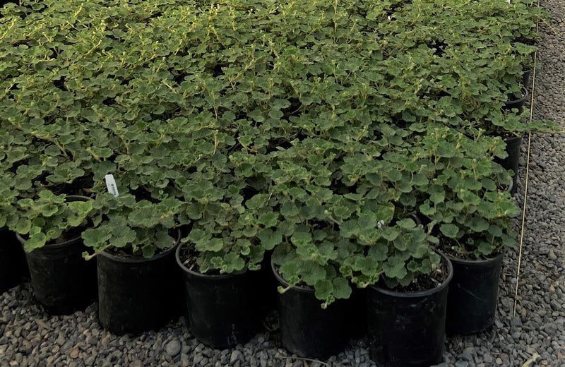 Rubus calycinoides 'Emerald Carpet'