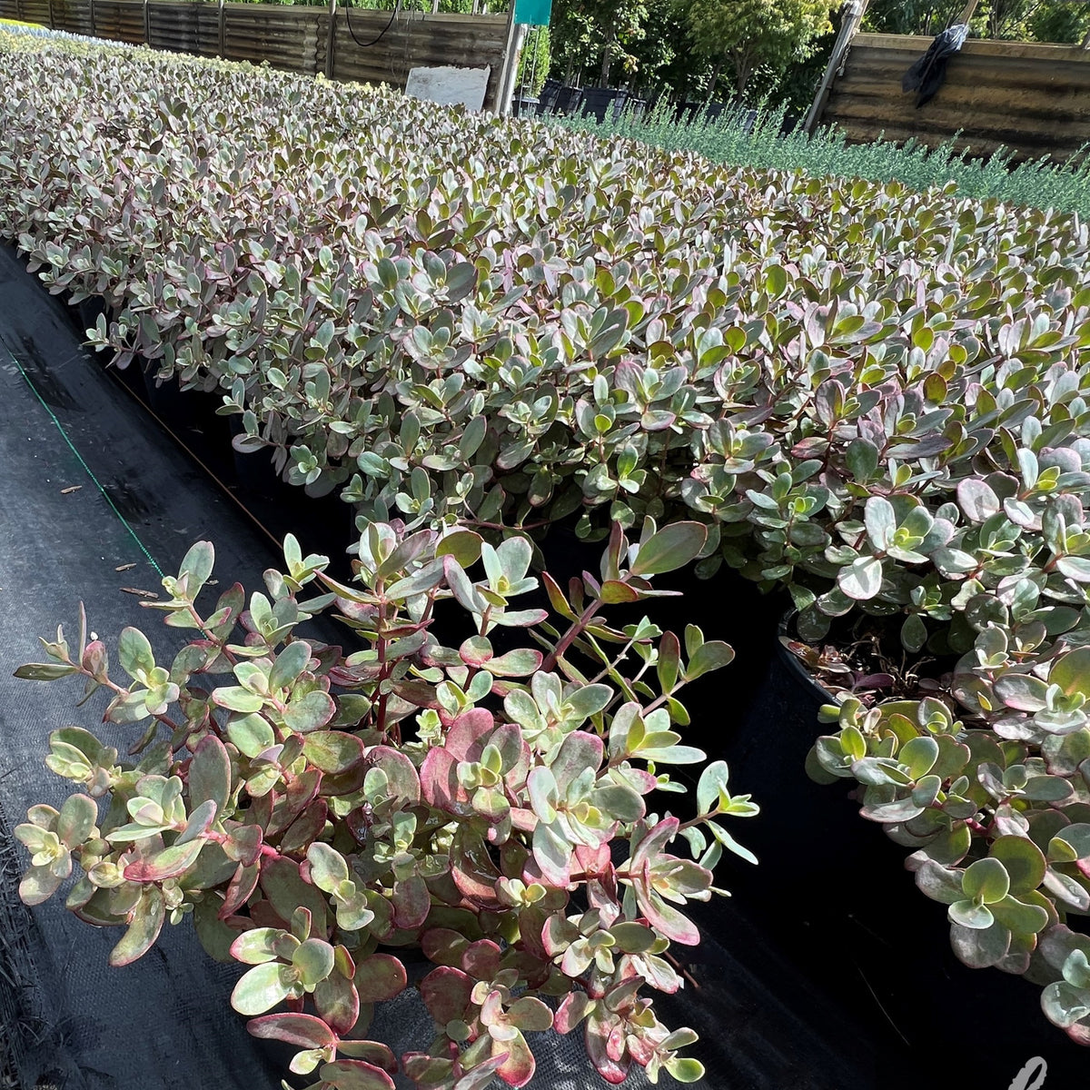 Sedum SunSparkler 'Dazzleberry'