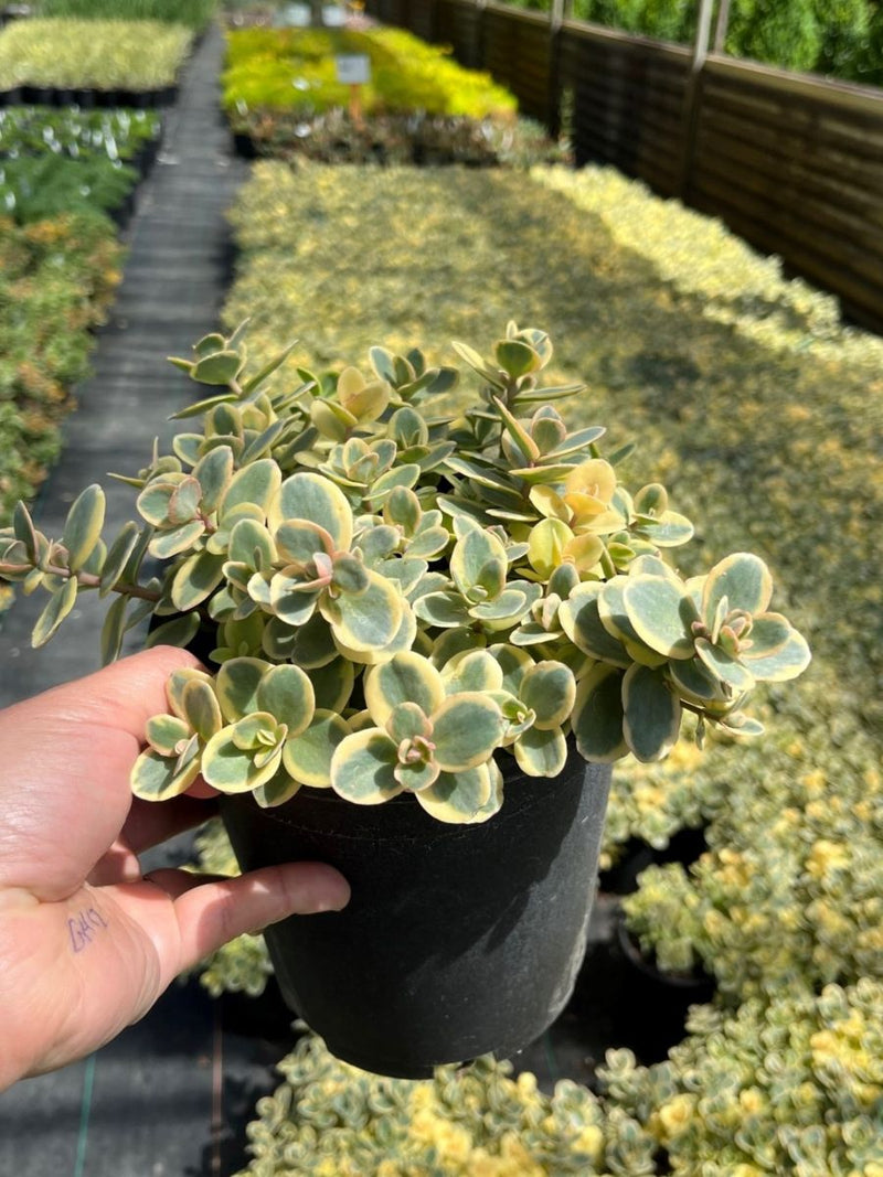 Sedum SunSparkler 'Lime Twister'