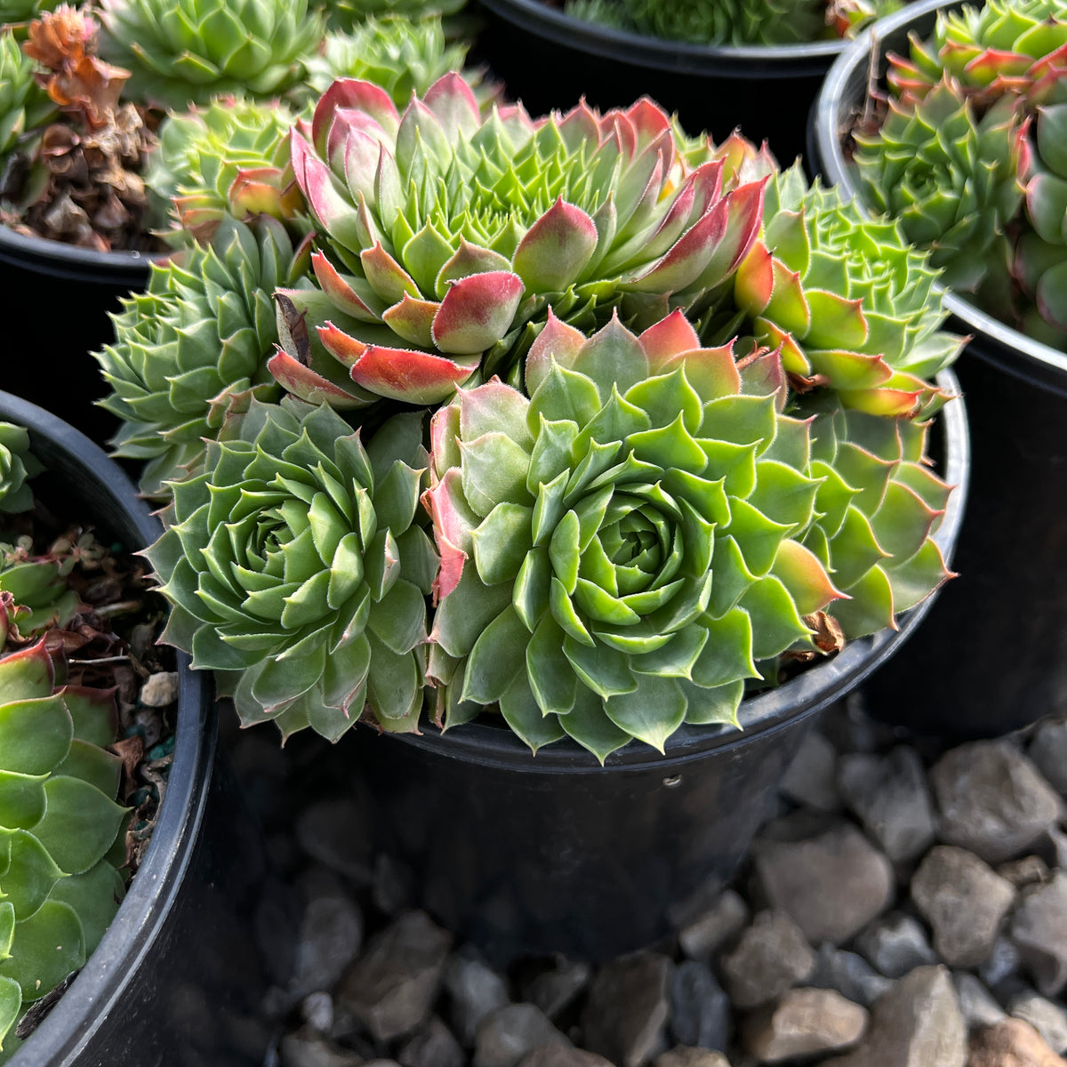 Sempervivum 'Jubilee'