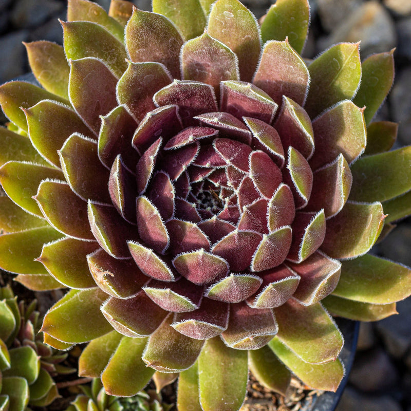 Sempervivum 'Thunder'