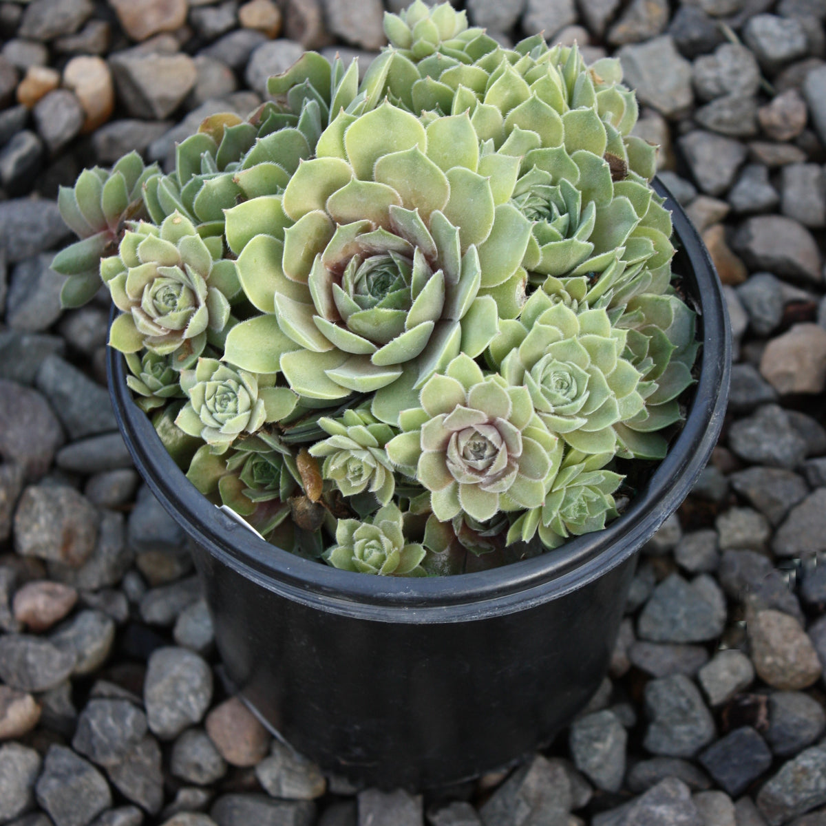 Sempervivum 'Thunder'