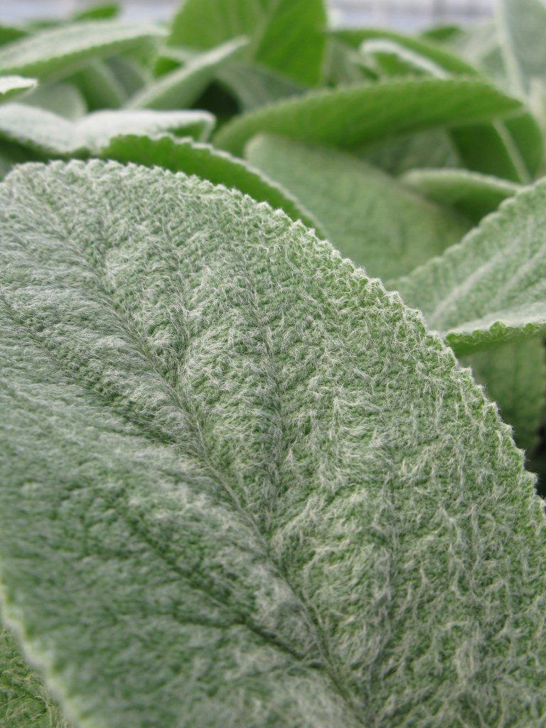 Stachys byzantina 'Helene von Stein'