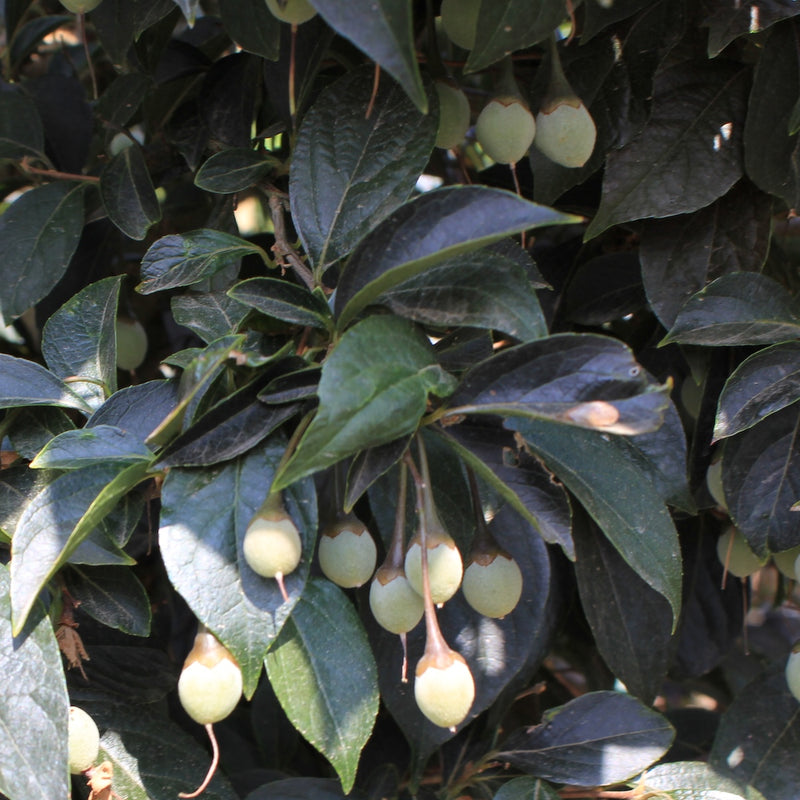 Styrax japonicus 'Evening Light'