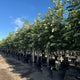 Tilia to. 'Sterling Silver'