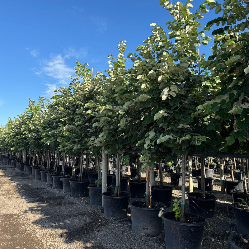 Tilia to. 'Sterling Silver'