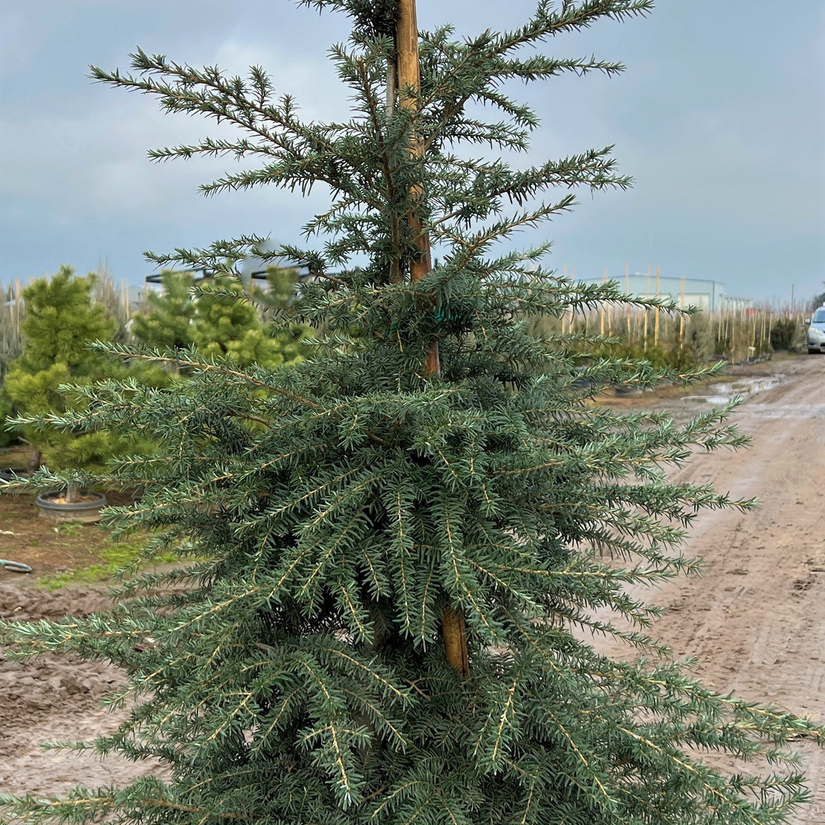 Tsuga heterophylla