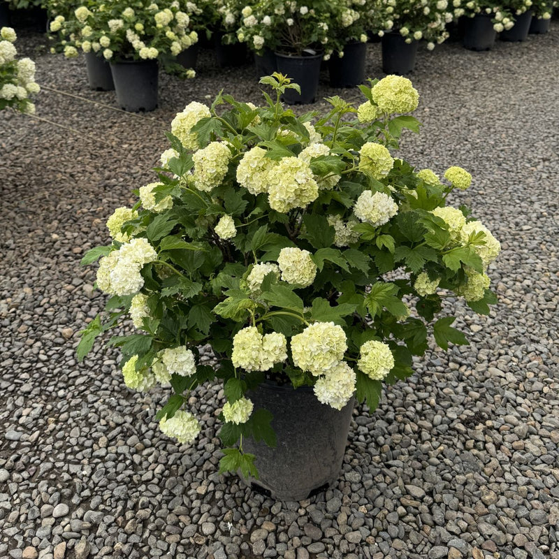 Viburnum opulus 'Roseum'