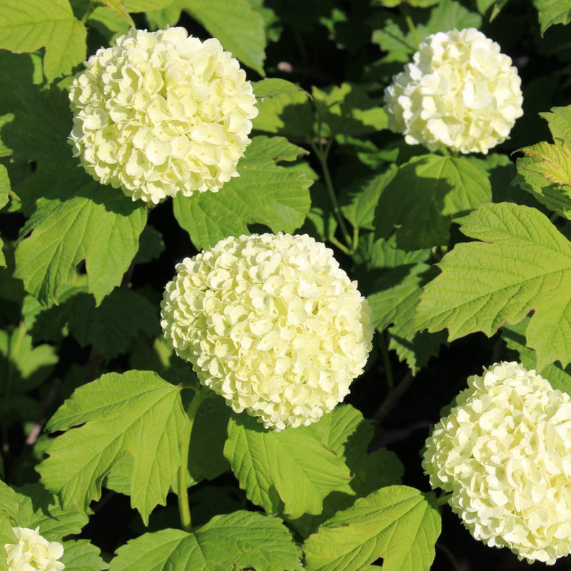 Viburnum opulus 'Roseum'