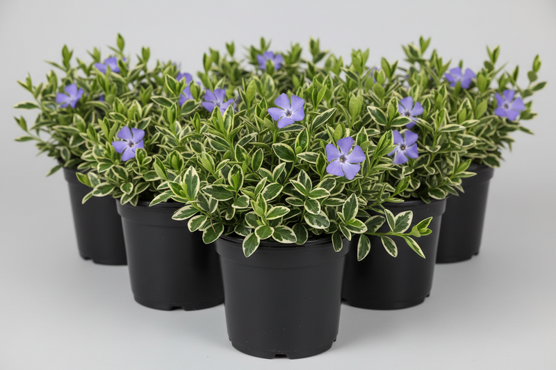 Vinca minor 'Ralph Shugert'