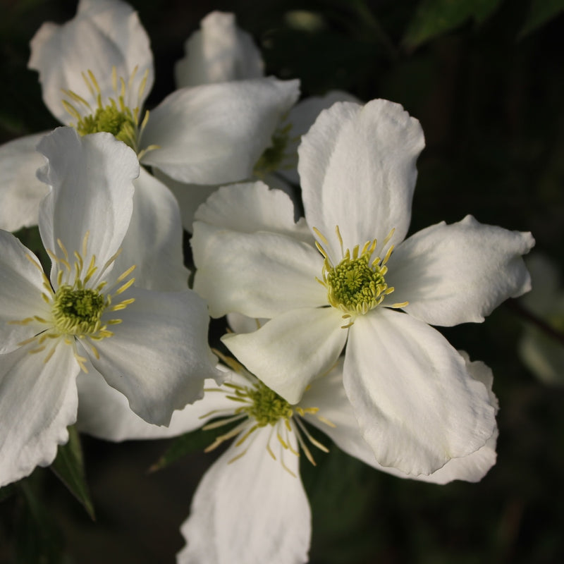 VINE Clematis chrys. 'Sericea' (pink)