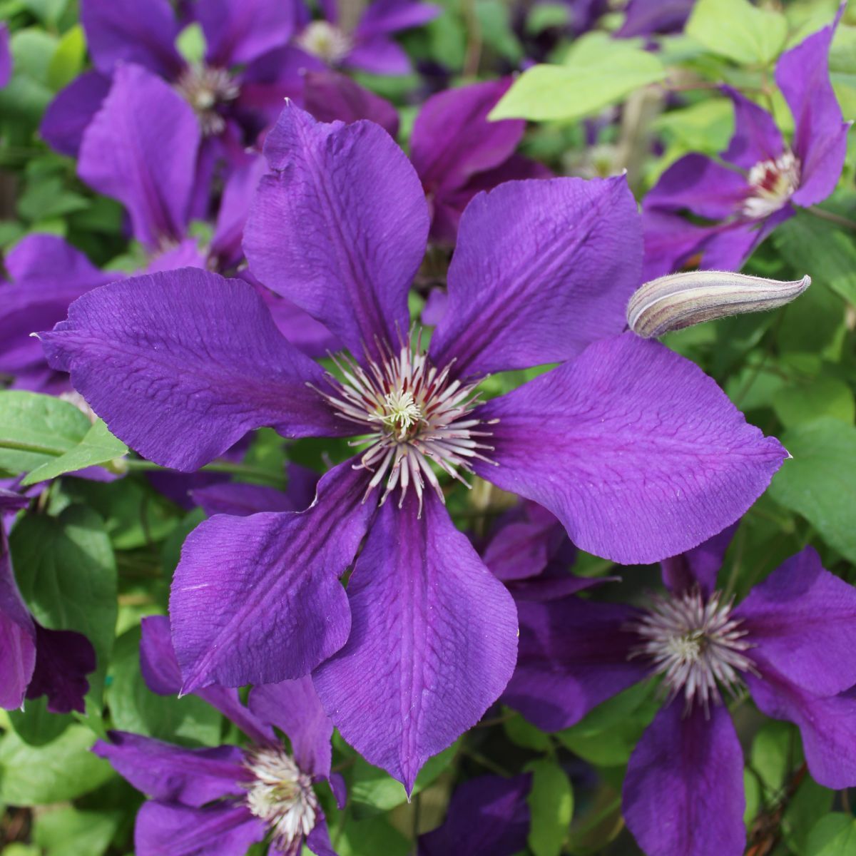 VINE Clematis 'Gypsy Queen' (purple)
