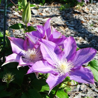 VINE Clematis 'H.F. Young' (blue)