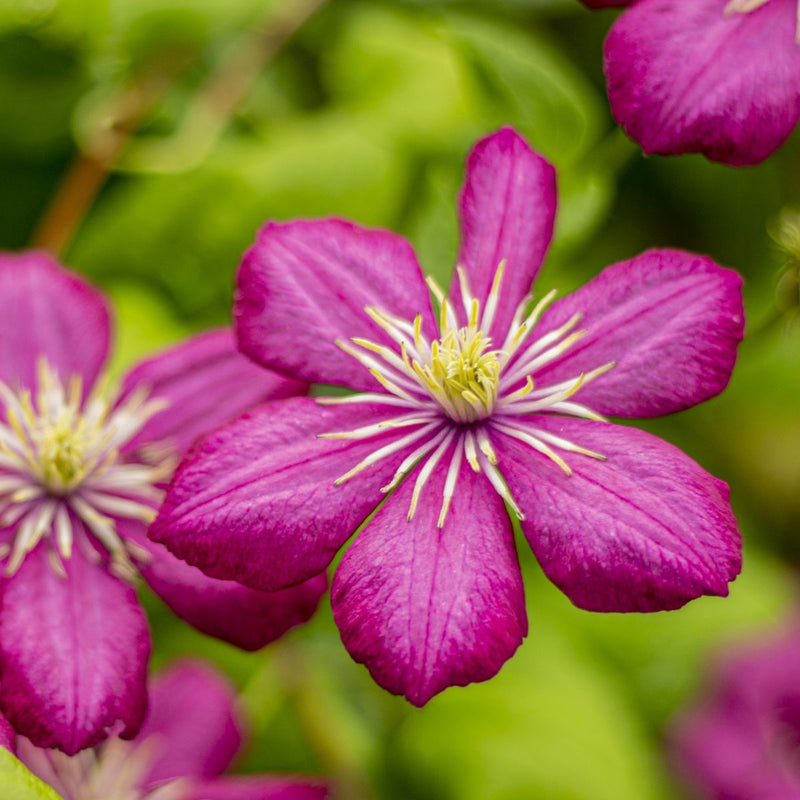 VINE Clematis 'Ville de Lyon' (red)