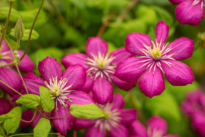 VINE Clematis 'Ville de Lyon' (red)