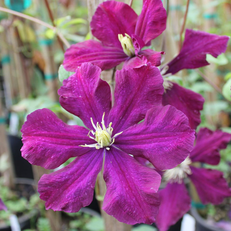 VINE Clematis x 'Warsaw Nike' (purple)