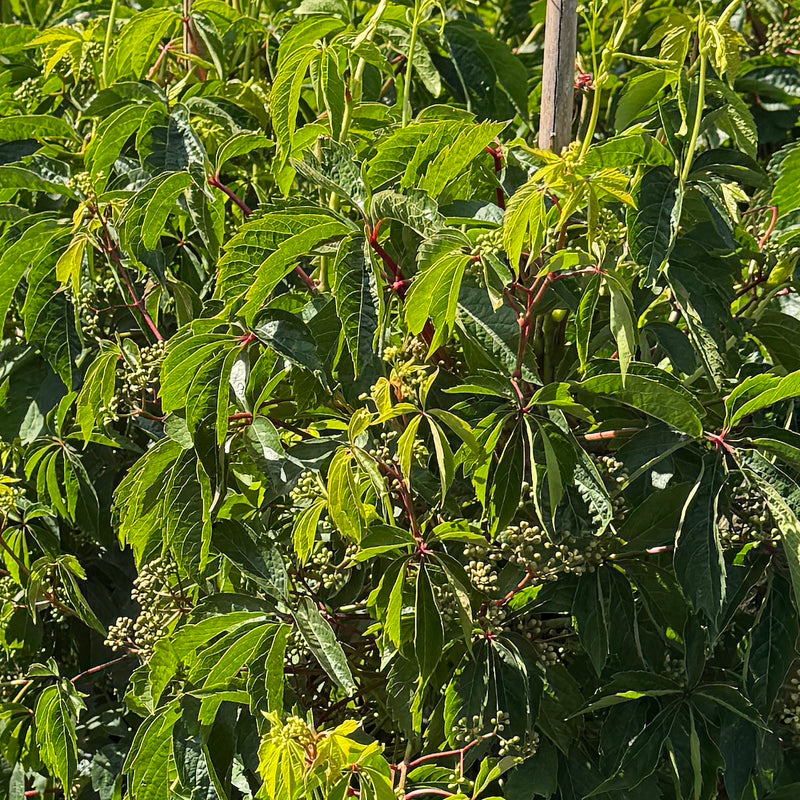 VINE Parthenocissus quinquefolia
