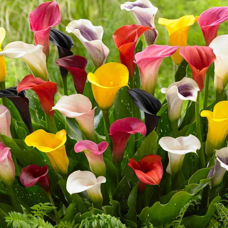Zantedeschia, Assorted (Calla Lily)