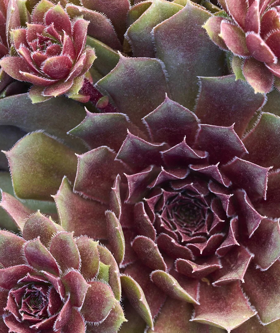 Sempervivum 'Royal Ruby'
