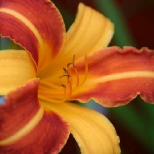 Hemerocallis 'Frans Hals' (orange)