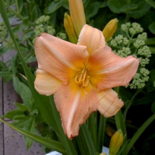 Hemerocallis 'Fair Annet' (pink)