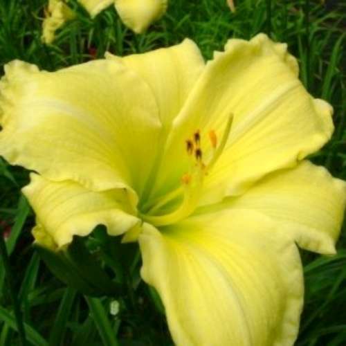 Hemerocallis 'Hyperion' (yellow)