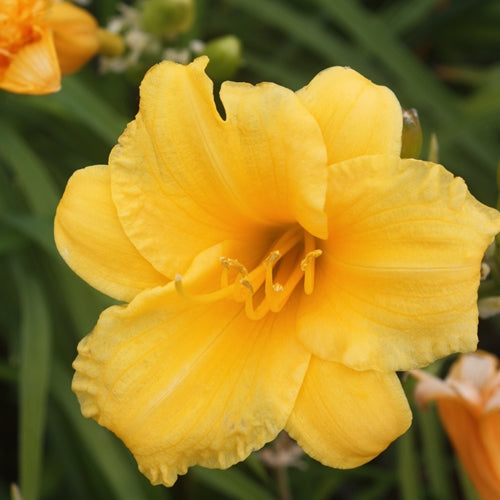 Hemerocallis 'Stella de Oro' (yellow)