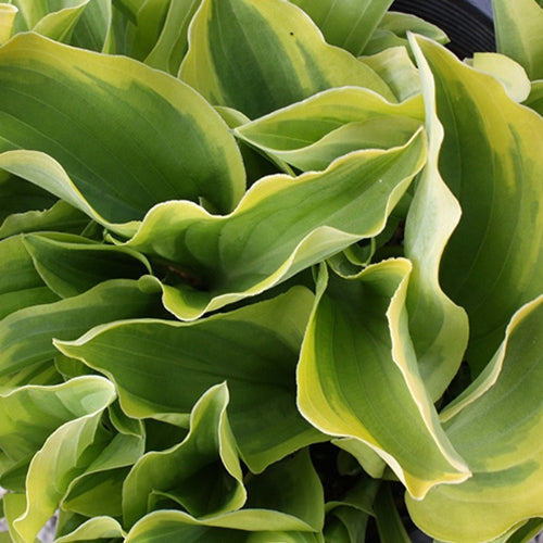Hosta 'Golden Tiara'