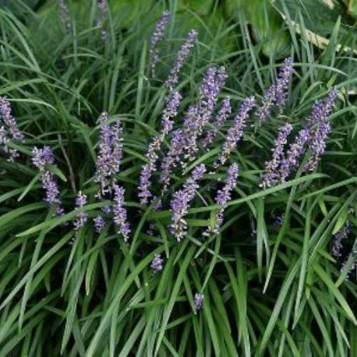Liriope muscari 'Big Blue'