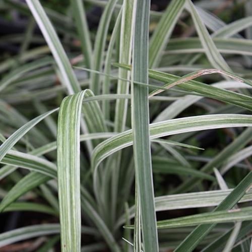 Liriope s. 'Silver Dragon'