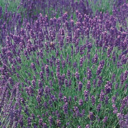 Lavandula ang. 'Hidcote'