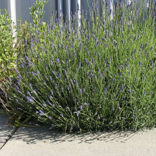 Lavandula ang. 'Munstead'