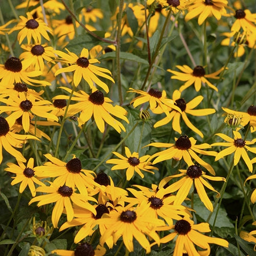 Rudbeckia f. 'Goldsturm'