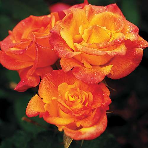 Rosa ht. 'Rio Samba' ™ PP8361 (yellow)