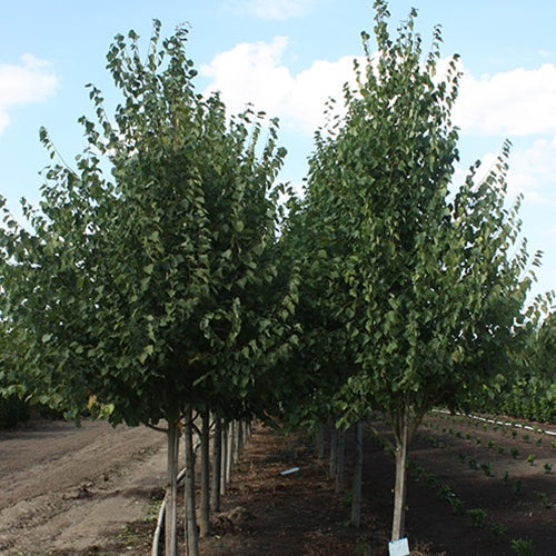 Tilia c. 'Greenspire'®