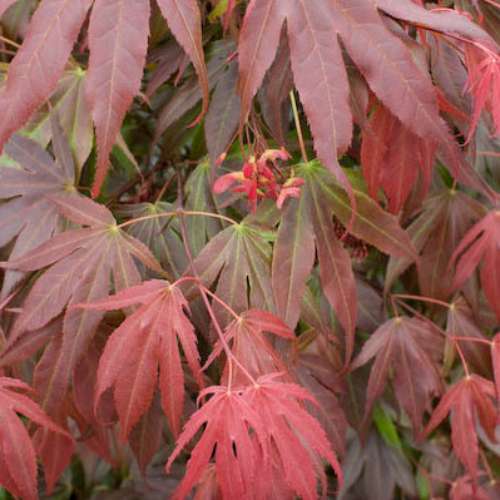 Acer palmatum 'Oregon Sunset' (Dwarf)