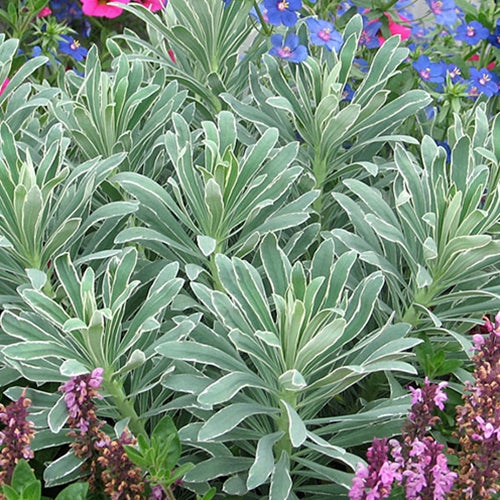 Euphorbia amyg. 'Glacier Blue'