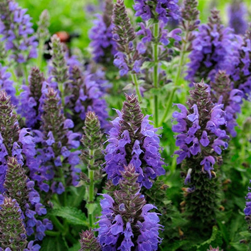 Salvia n. 'Marcus'® PP13322