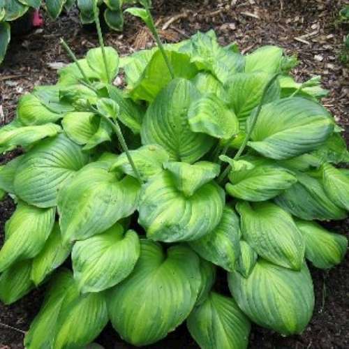 Hosta 'Guacamole'