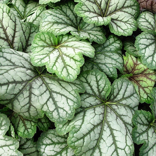 Heuchera americana 'Green Spice'