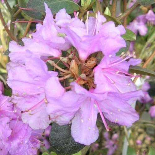 Rhod. 'PJM Elite' (pink/lavender)- H-1